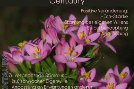04 Centaury.jpeg